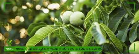 نکات کلیدی خرید نهال گردو، بادام و انگور از نهالستان یشیل نهال + معرفی و قیمت نهال نکات کلیدی خرید نهال گردو، بادام و انگور از نهالستان یشیل نهال + معرفی و قیمت نهال