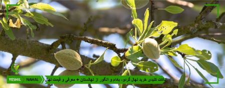 نکات کلیدی خرید نهال گردو، بادام و انگور از نهالستان + معرفی و قیمت نهال نکات کلیدی خرید نهال گردو، بادام و انگور از نهالستان + معرفی و قیمت نهال