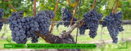 نکات کلیدی خرید نهال گردو، بادام و انگور از نهالستان + معرفی و قیمت نهال نکات کلیدی خرید نهال گردو، بادام و انگور از نهالستان + معرفی و قیمت نهال