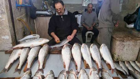 قیمت ماهی قزل آلا،اخبار اقتصادی،خبرهای اقتصادی