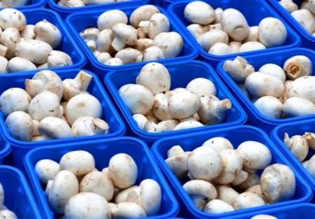 قیمت قارچ،اخبار اقتصادی،خبرهای اقتصادی قیمت قارچ،اخبار اقتصادی،خبرهای اقتصادی