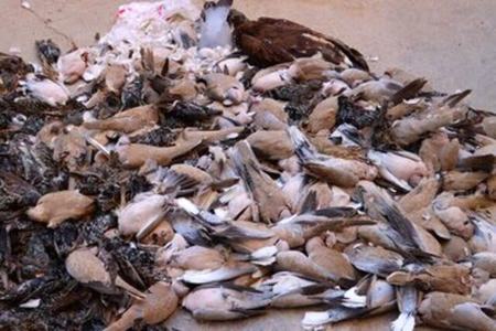 مسمومیت گسترده پرندگان در اهواز،اخبار اجتماعی،خبرهای اجتماعی مسمومیت گسترده پرندگان در اهواز،اخبار اجتماعی،خبرهای اجتماعی