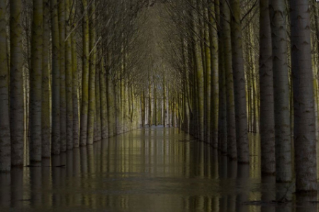 عکسهای جالب,عکسهای جذاب,درختان صنوبر در هنگام طغیان رودخانه 