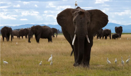 عکسهای جالب,عکسهای جذاب,پارک ملی آمبوسلی در کنیا