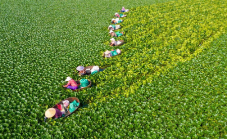 عکسهای جالب,عکسهای جذاب,روستاییان چینی در حال چیدن شاه بلوط آبی