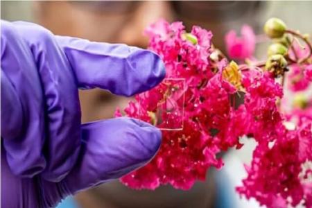 پوشش شیشه ای،اخبار علمی،خبرهای علمی پوشش شیشه ای،اخبار علمی،خبرهای علمی