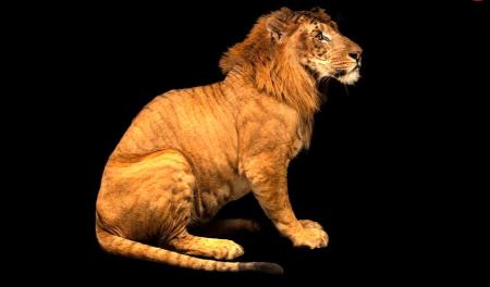 حیوانات دو رگه،اخبار گوناگون،خبرهای گوناگون حیوانات دو رگه،اخبار گوناگون،خبرهای گوناگون