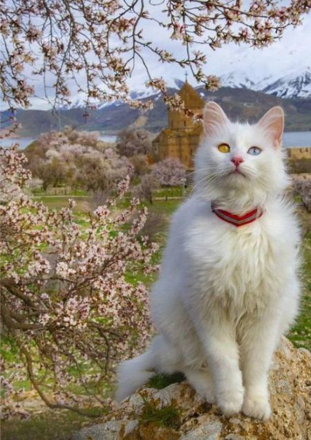 گربههای وان گربههای وان