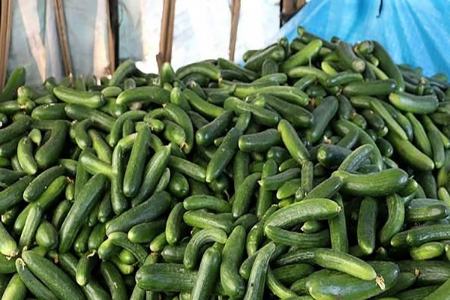 قیمت خیار،اخبار اقتصادی،خبرهای اقتصادی قیمت خیار،اخبار اقتصادی،خبرهای اقتصادی