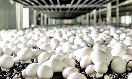 قیمت قارچ،اخبار اقتصادی،خبرهای اقتصادی قیمت قارچ،اخبار اقتصادی،خبرهای اقتصادی