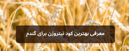 کود نیتروژن برای گندم کود نیتروژن برای گندم