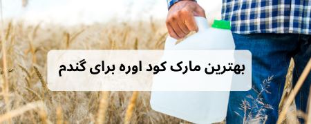 بهترین کود نیتروژن برای گندم بهترین کود نیتروژن برای گندم