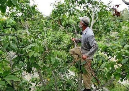 سقوط از درخت گردو،اخبار حوادث،خبرهای حوادث