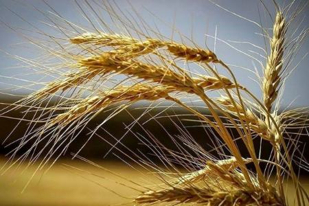 گندم،اخبار اقتصادی،خبرهای اقتصادی گندم،اخبار اقتصادی،خبرهای اقتصادی