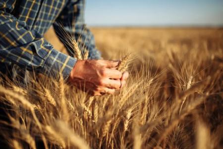 قیمت گندم،اخبار اقتصادی،خبرهای اقتصادی قیمت گندم،اخبار اقتصادی،خبرهای اقتصادی