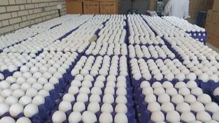قیمت تخم مرغ،اخبار اقتصادی،خبرهای اقتصادی قیمت تخم مرغ،اخبار اقتصادی،خبرهای اقتصادی