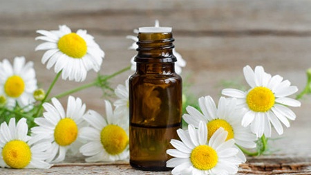 روغن بابونه برای درمان درد مفاصل و عضلات روغن بابونه برای درمان درد مفاصل و عضلات