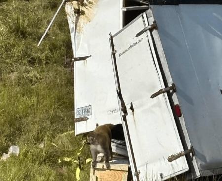 واژگونی کامیون حامل میمونهای مبتلا به ویروسهای خطرناک در آمریکا