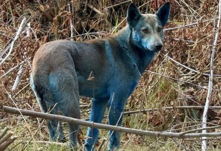 سگ‌های آبی‌رنگ،اخبار گوناگون،خبرهای گوناگون