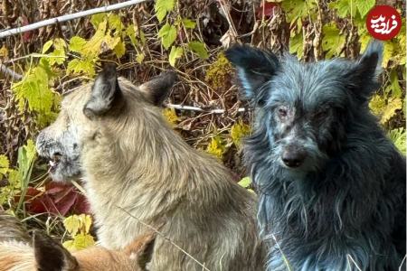 سگ‌های آبی‌رنگ،اخبار گوناگون،خبرهای گوناگون