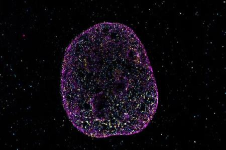 زبان دوم حیات کشف شد