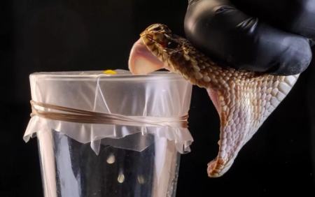 مار،اخبار پزشکی،خبرهای پزشکی