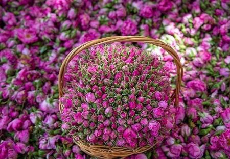 گل محمدی،اخبار اجتماعی،خبرهای اجتماعی