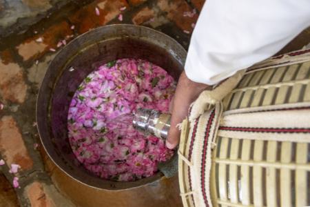 گل محمدی،اخبار اجتماعی،خبرهای اجتماعی