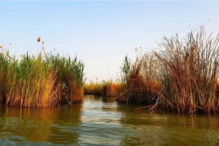 تالاب شادگان،اخبار اجتماعی،خبرهای اجتماعی