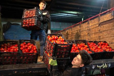 گوجه فرنگی،اخبار اقتصادی،خبرهای اقتصادی