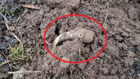 کلاغ طلایی،اخبار گوناگون،خبرهای گوناگون