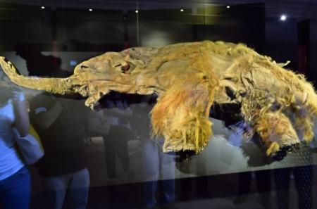 ماموت،اخبار علمی،خبرهای علمی ماموت،اخبار علمی،خبرهای علمی