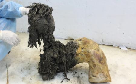 ماموت،اخبار علمی،خبرهای علمی ماموت،اخبار علمی،خبرهای علمی