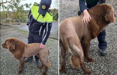 شیر وحشی،اخبار گوناگون،خبرهای گوناگون شیر وحشی،اخبار گوناگون،خبرهای گوناگون