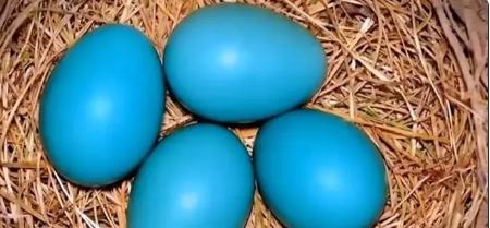 تخم مرغ لاکچری آبی،اخبار اقتصادی،خبرهای اقتصادی تخم مرغ لاکچری آبی،اخبار اقتصادی،خبرهای اقتصادی