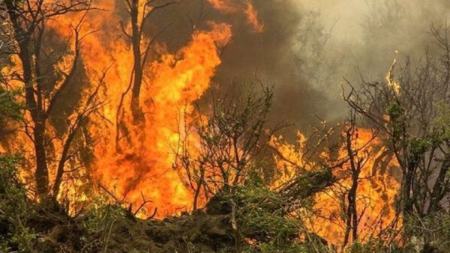 جنگل‌های هیرکانی،اخبار اجتماعی،خبرهای اجتماعی