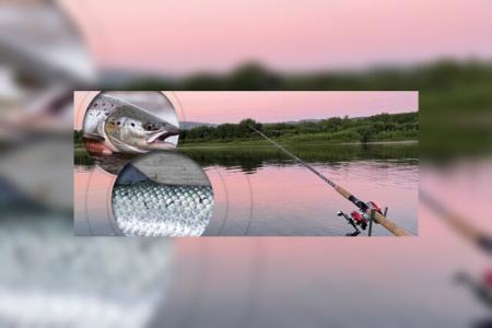 ماهی،اخبار علمی،خبرهای علمی