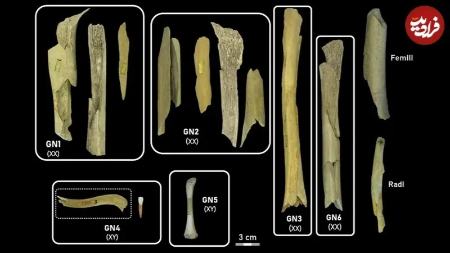 نئاندرتال،اخبار گوناگون،خبرهای گوناگون نئاندرتال،اخبار گوناگون،خبرهای گوناگون
