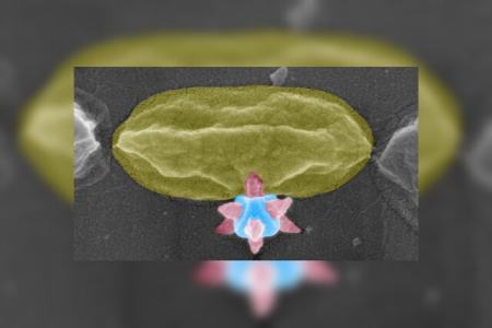 باکتری،اخبار پزشکی،خبرهای پزشکی