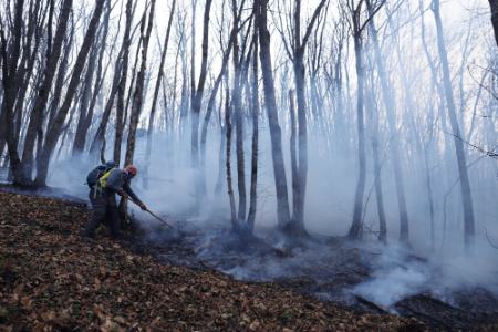 آتش سوزی جنگل ها در ایران،اخبار اجتماعی،خبرهای اجتماعی