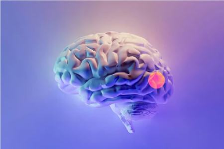 مغز،اخبار پزشکی،خبرهای پزشکی