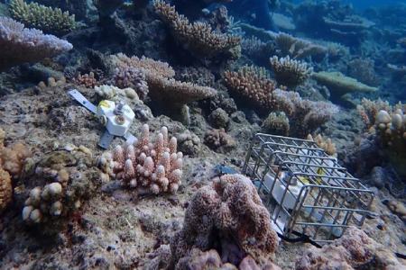 مرجان دریایی،اخبار علمی،خبرهای علمی