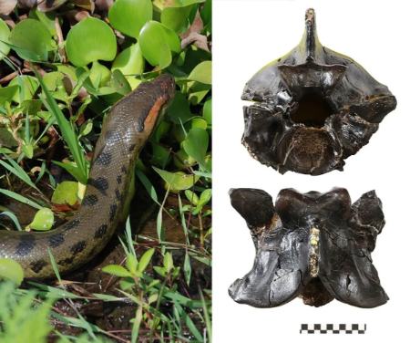 مار،اخبار علمی،خبرهای علمی