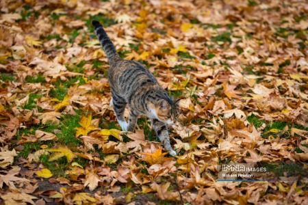 عکس خبری،باران پاییزی در اصفهان