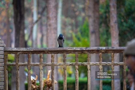 عکس خبری،باران پاییزی در اصفهان