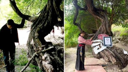 قدیمی‌ترین درخت انگور جهان،اخبار گوناگون،خبرهای گوناگون