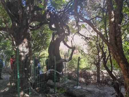 قدیمی‌ترین درخت انگور جهان،اخبار گوناگون،خبرهای گوناگون