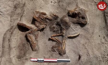 مقبره یک زن و سگش،اخبار گوناگون،خبرهای گوناگون