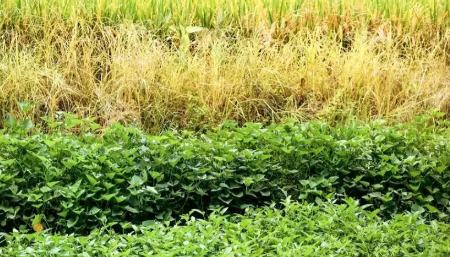 کشور گویان،اخبار گوناگون،خبرهای گوناگون