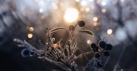 جشن انقلاب زمستانی،اخبار گوناگون،خبرهای گوناگون